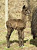 alpaca suri cria bronze.jpg