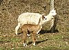 alpaka-mum-mit cria.jpg