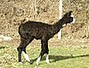 black suri cria alpacki.jpg