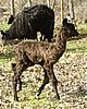 bronze cria alpaca.jpg