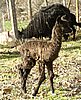 bronze cria alpaka.jpg