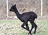 cria alpaka female run.jpg