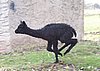 cria road runner alpaca.jpg
