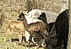 cria-alpaka-suri-3.jpg