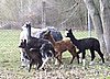 many alpaca crias.jpg