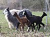 some alpacas.jpg