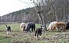 suri herd alpacas.jpg