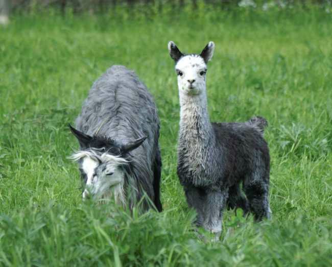 2 grey alpacas.jpg
