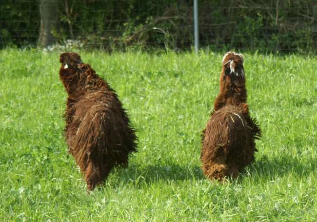 2 runner alpacas.jpg