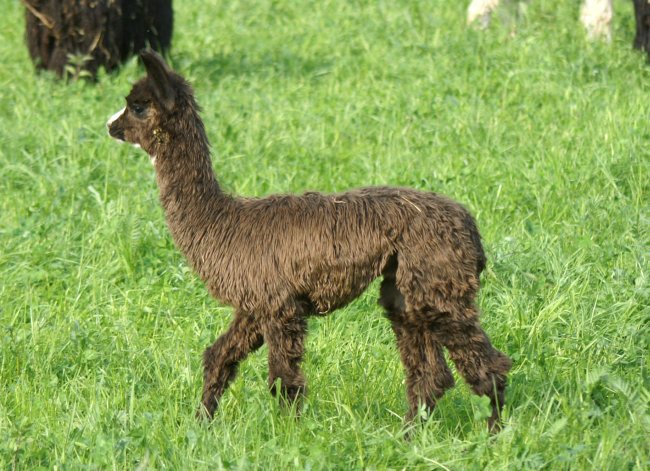 cria bronce -1.jpg