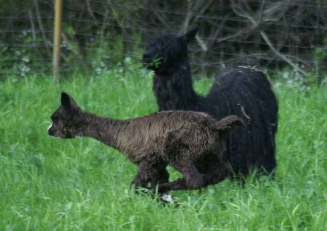 cria bronce runner.jpg