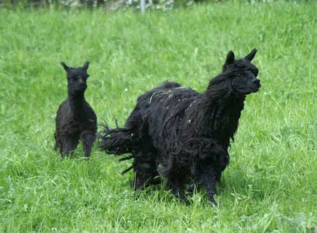 yolanda &cria run--2--.jpg