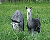 2 grey alpacas.jpg
