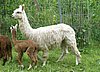 accoyo suri female alpaca.jpg