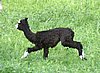 cria blk.jpg