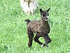 cria bronce runner-.jpg