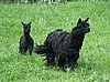 yolanda &cria run--2--.jpg